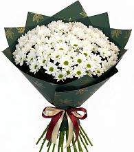 Букет цветов из:  Хризантемы в Павлово Ленинградской области