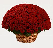 Премиум букет из: Розы в Павлово Ленинградской области